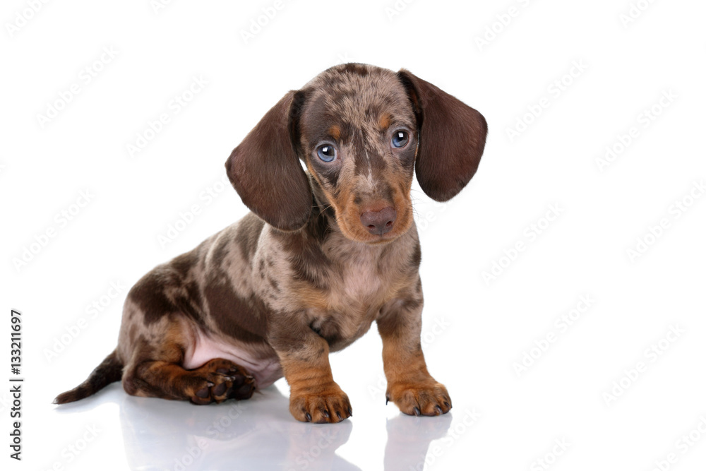 Little Dachshund puppy on a white background