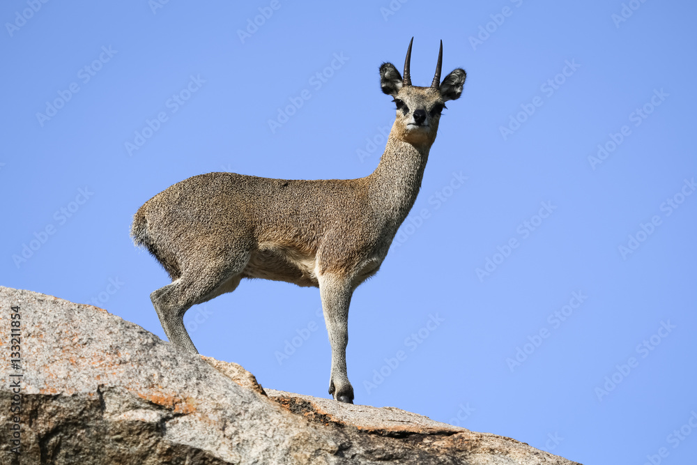 Klipspringer on a rock in Kruger National Park, South Africa Klipspringer on a rock in Kruger National Park, South Africa