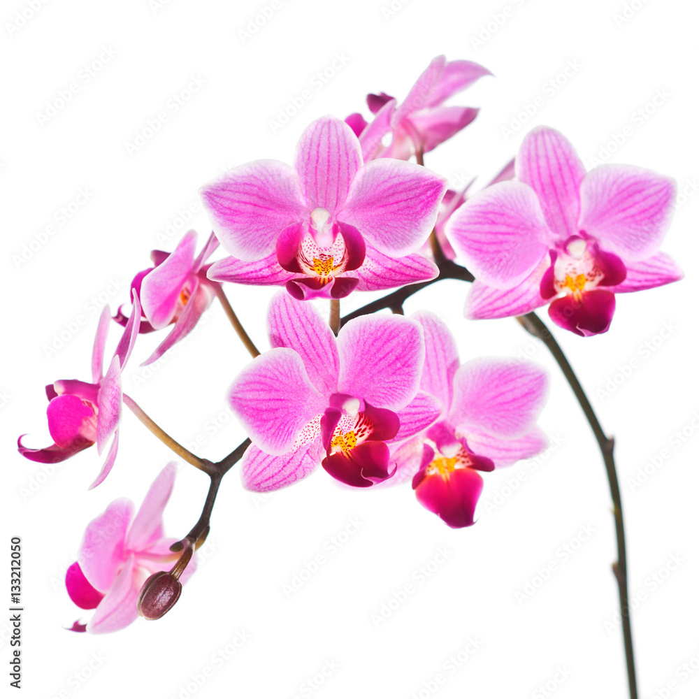 Phalaenopsis orchid isolated on white Phalaenopsis orchid isolated on white