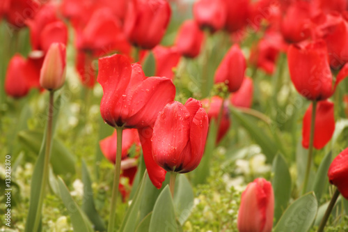 Flores rojas en primavera photo