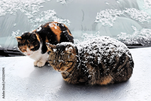 Stray cats in a snowy day