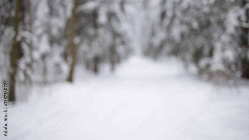 Blurry background of the winter forest. Blurry background of the winter forest.