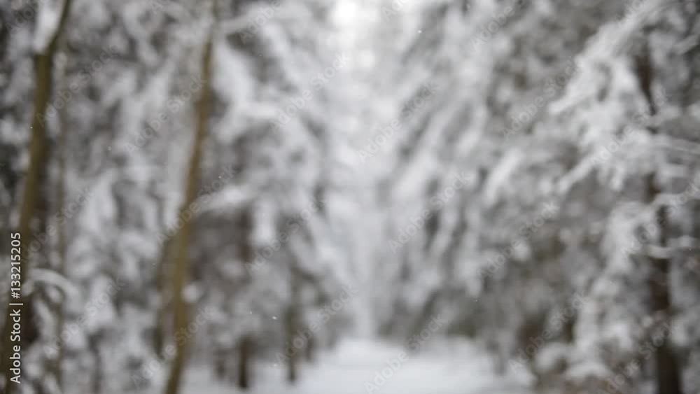 Blurry background of the winter forest. Blurry background of the winter forest.