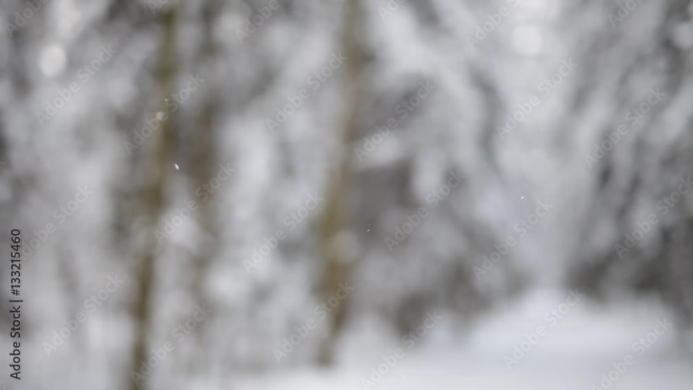 Blurry background of the winter forest. Blurry background of the winter forest.