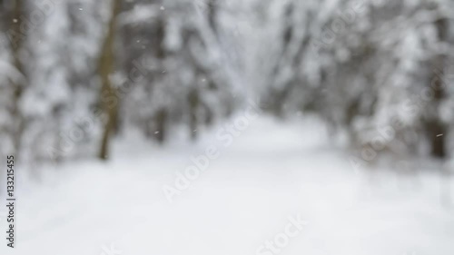 Blurry background of the winter forest.