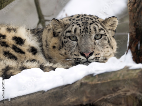 female snow leopard Uncia uncia, watching snowy surroundings
