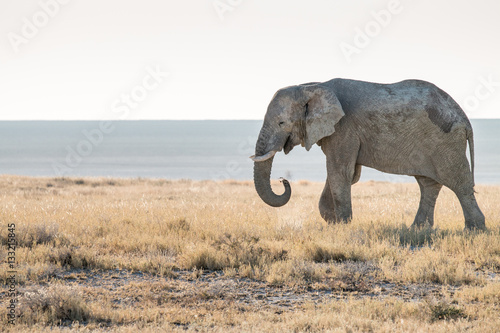 Happy Elephant Roaming the saltpan in Etosha National Park Namibia