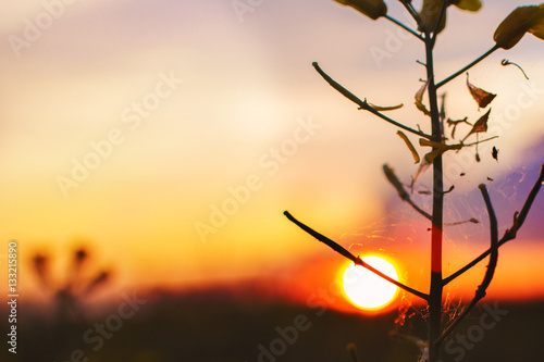 Fototapeta Naklejka Na Ścianę i Meble -  the sun at sunset through a flower.
