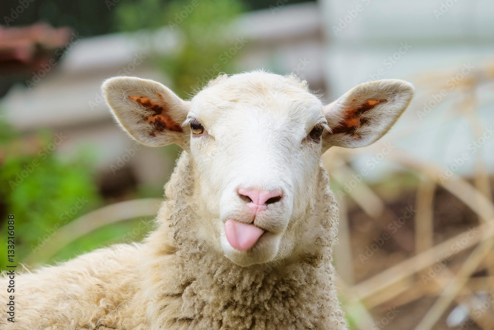Fotografia Funny sheep. Portrait of sheep showing tongue. - em  Europosters.pt