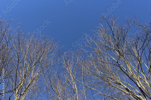 looking up at trees and sky