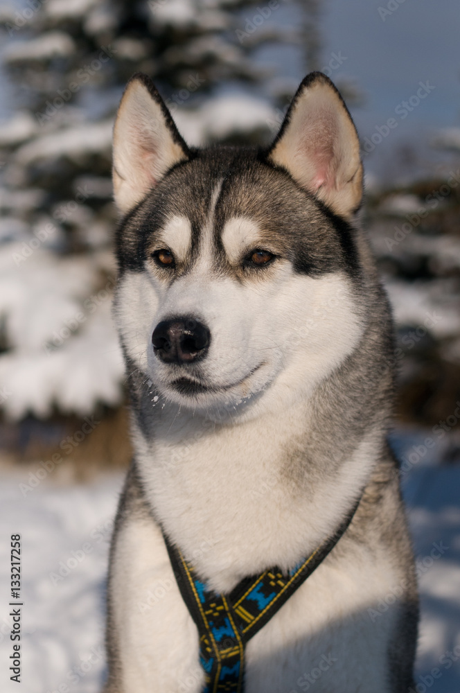 Closeup portrait of husky outdoor
