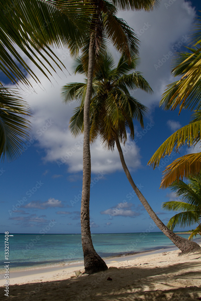 Fototapeta premium Palmier en bord d'ocean