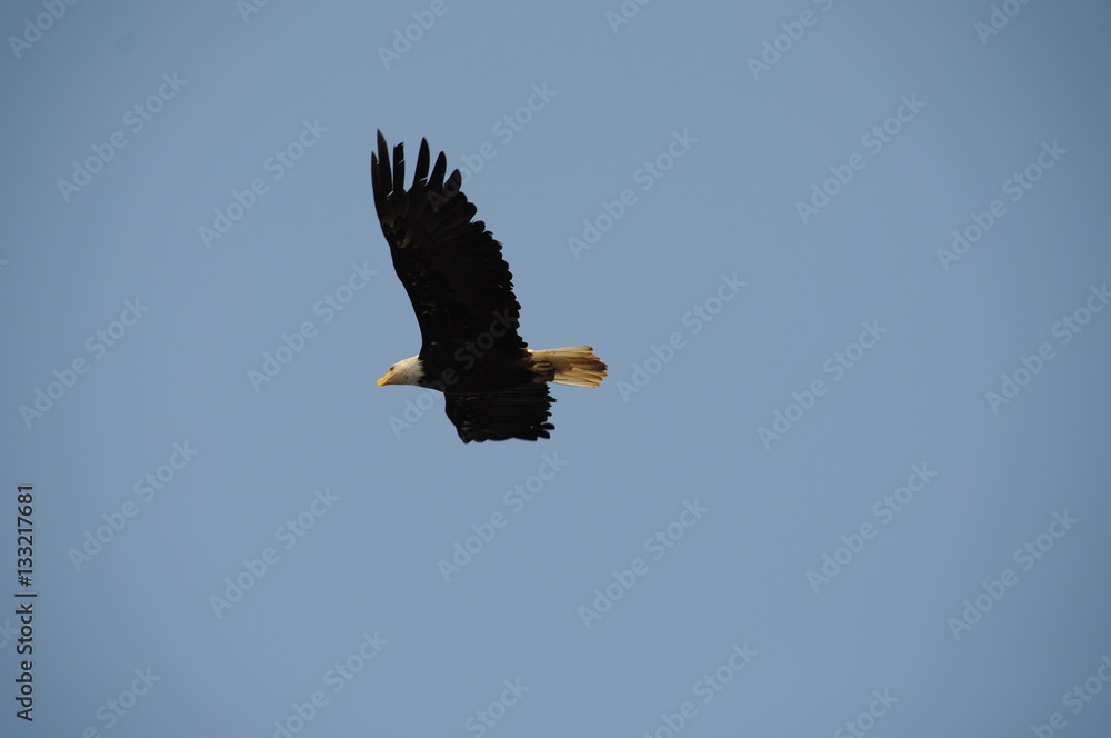 Fototapeta premium Weißkopfseeadler im Flug