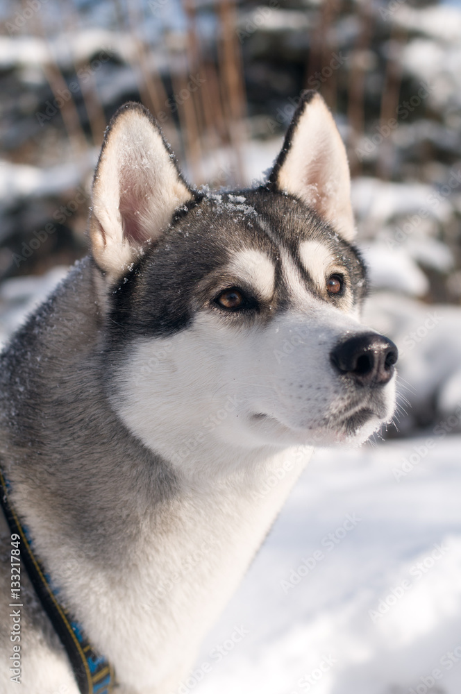 Closeup portrait of husky outdoor Closeup portrait of husky outdoor