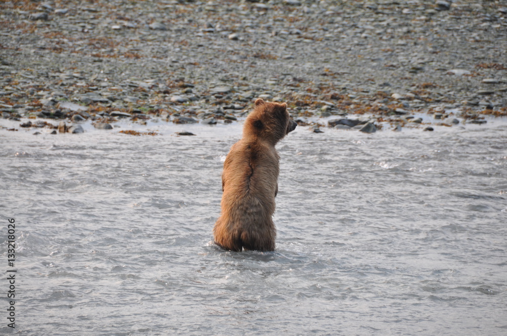 Naklejka premium Bär von hinten im Fluß