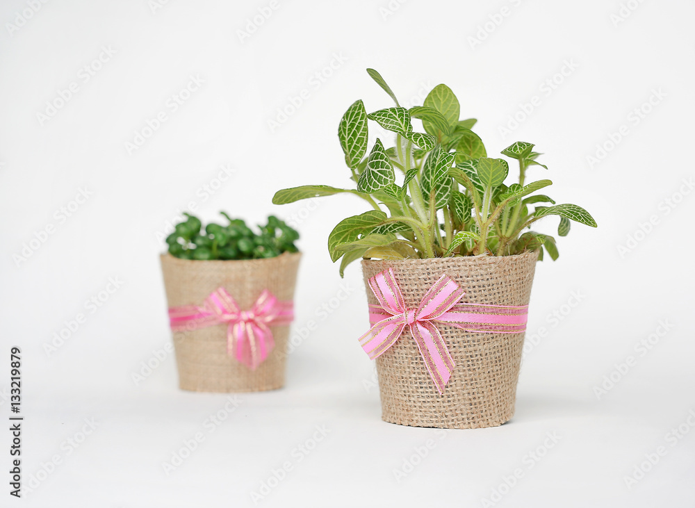 Fototapeta premium Small tree in a pot wrapped in burlap on white background.