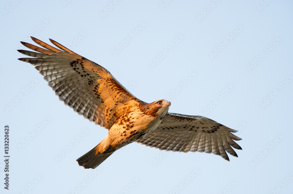 Fototapeta premium Red-tailed Hawk Flying