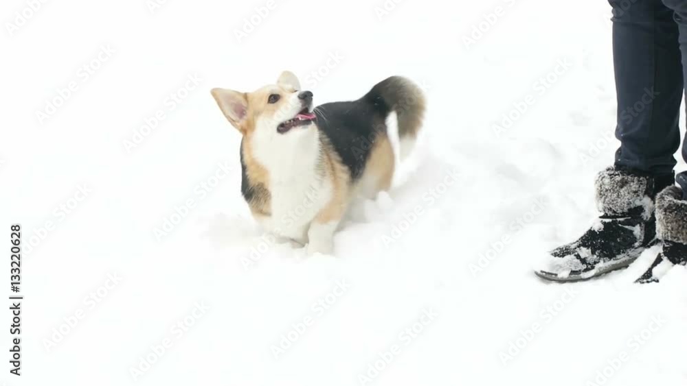 dog spinning on snow, slow motion dog spinning on snow, slow motion