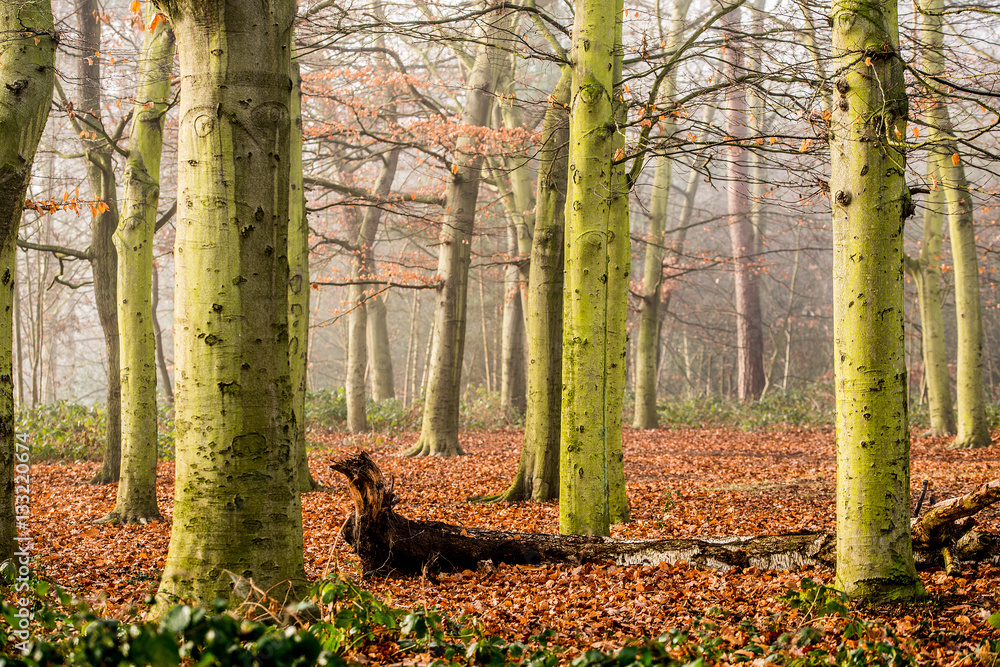 Scenic Woodland Forest With Morning Mist Scenic Woodland Forest With Morning Mist