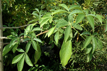 Leinwandbilder Baobab Grüne Blätter des afrikanischen Baobab  © Georges Blond