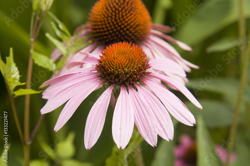 pink flowers