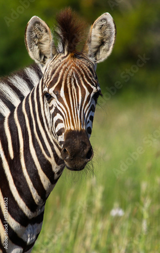 Close up  portrait of a young zebra  profile  Kruger National Park  South Africa