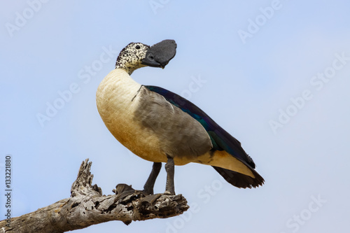 Fotografie Comb duck or Knob billed duck on a branch, Kruger National Park, South Africa