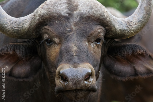 Close up portrait of an African buffalo, Kruger National Park, South Africa