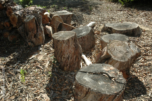 Souches de troncs d'eucalyptus photo