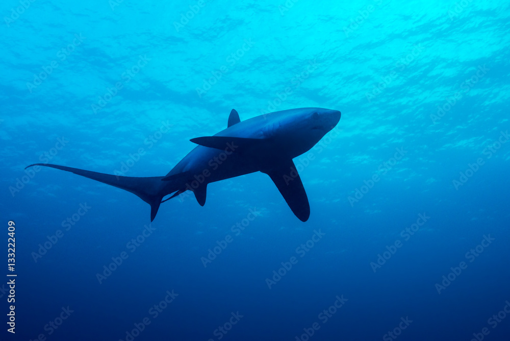 Obraz premium Thresher shark