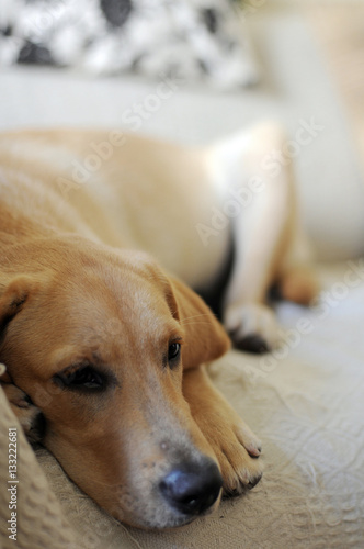 Fototapeta Naklejka Na Ścianę i Meble -  Dogs sadness. Breed Labrador. Funny and smart, fawn. Summer. Dog.