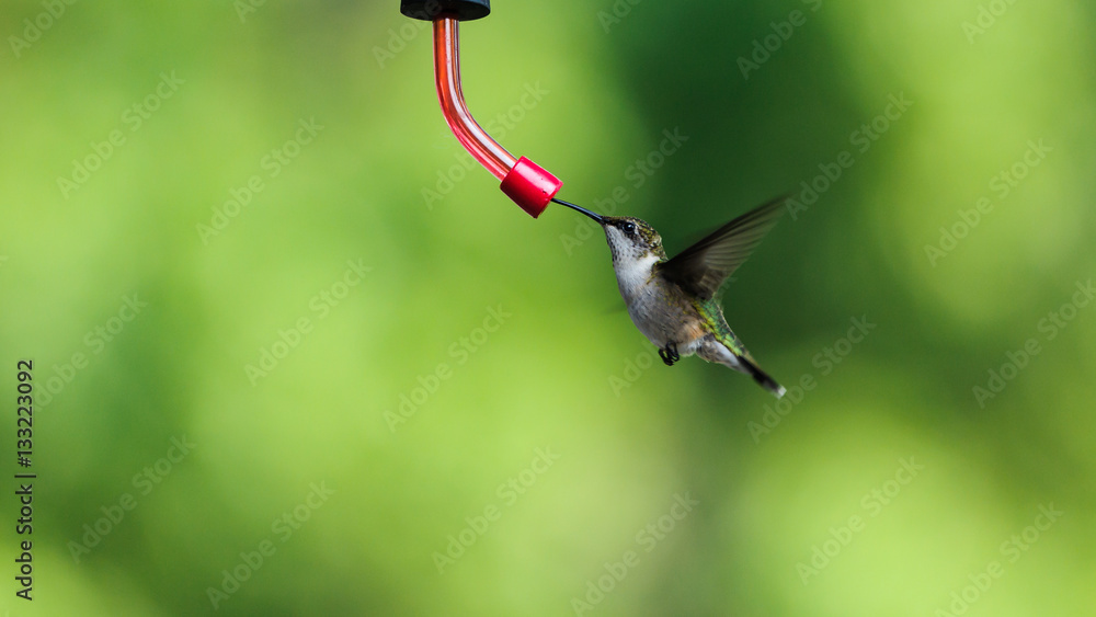 Fototapeta premium Ruby-throated Hummingbird
