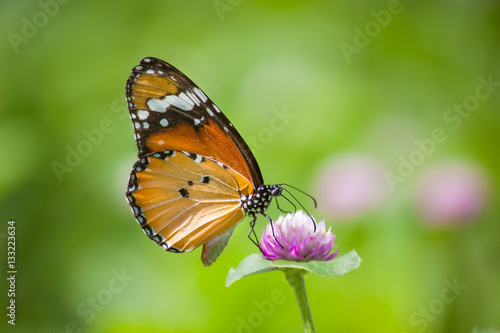 Natural Butterflies and Flowers © beerphotographer