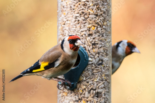 Goldfinch feeder