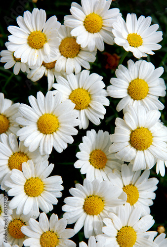 Macro of beautiful white daisies flowers.