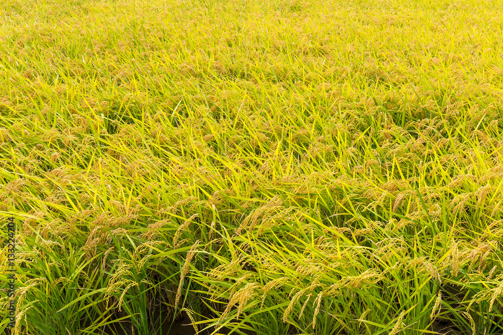Green Paddy rice field