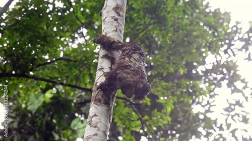 three-toed sloth climbing a tree in Costa Rica 