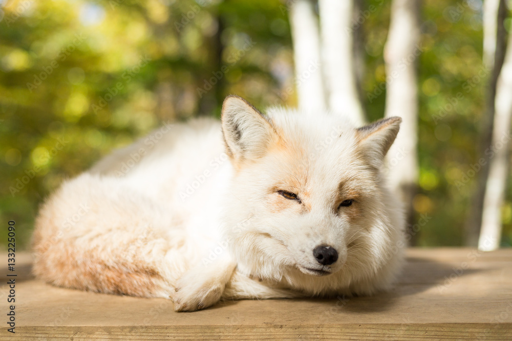 Obraz premium Sleeping white fox