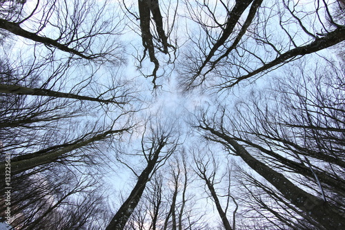 Fish eye perspective