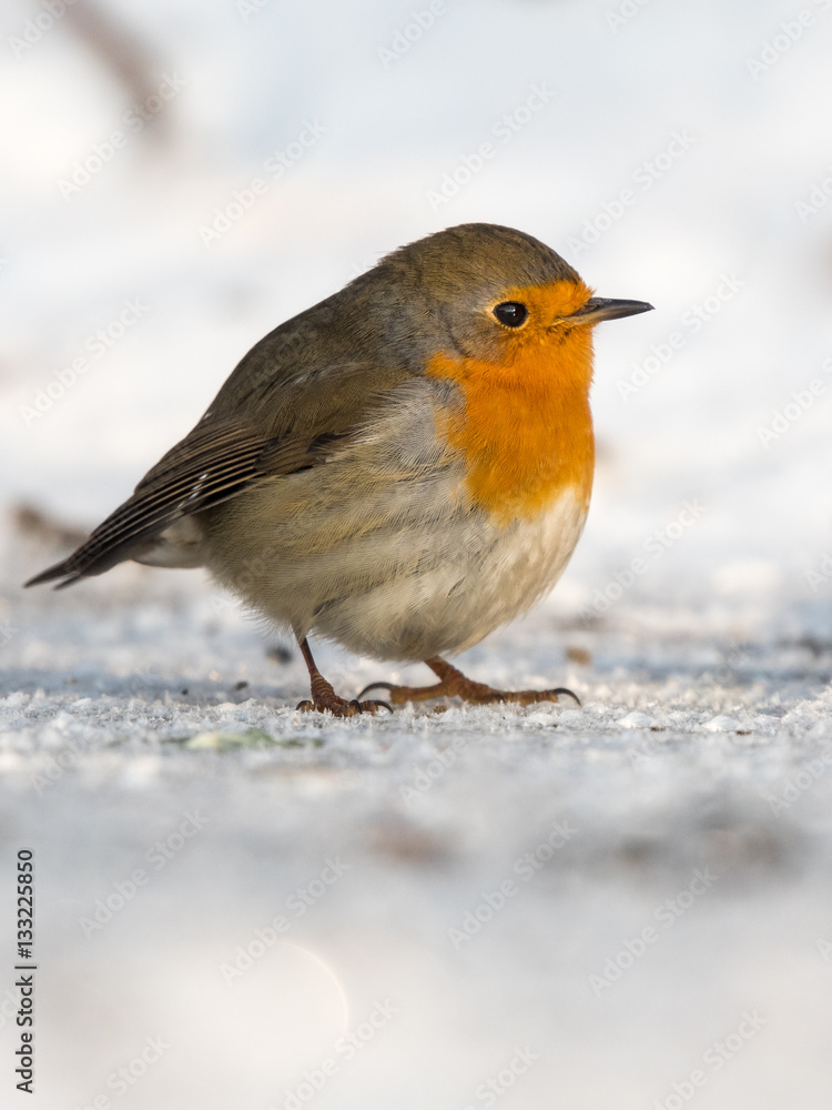 Bird in winter - European robin (Erithacus rubecula). Bird in winter - European robin (Erithacus rubecula).