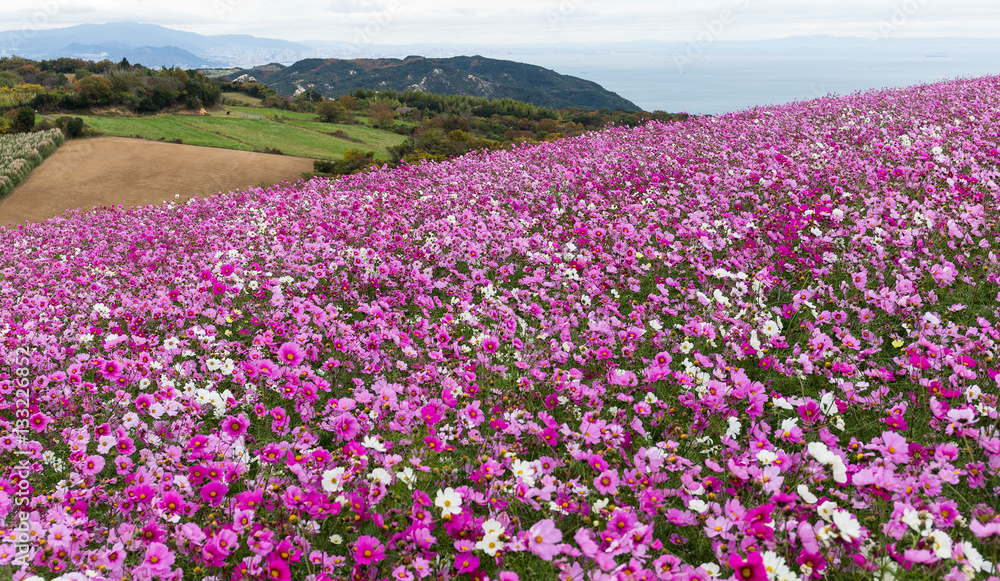 Cosmos flower