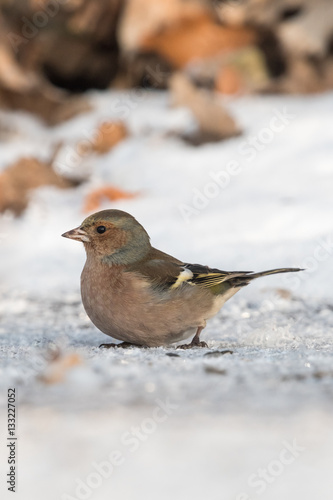 Chaffinch (Fringilla coelebs) in winter time collecting food from the snow.