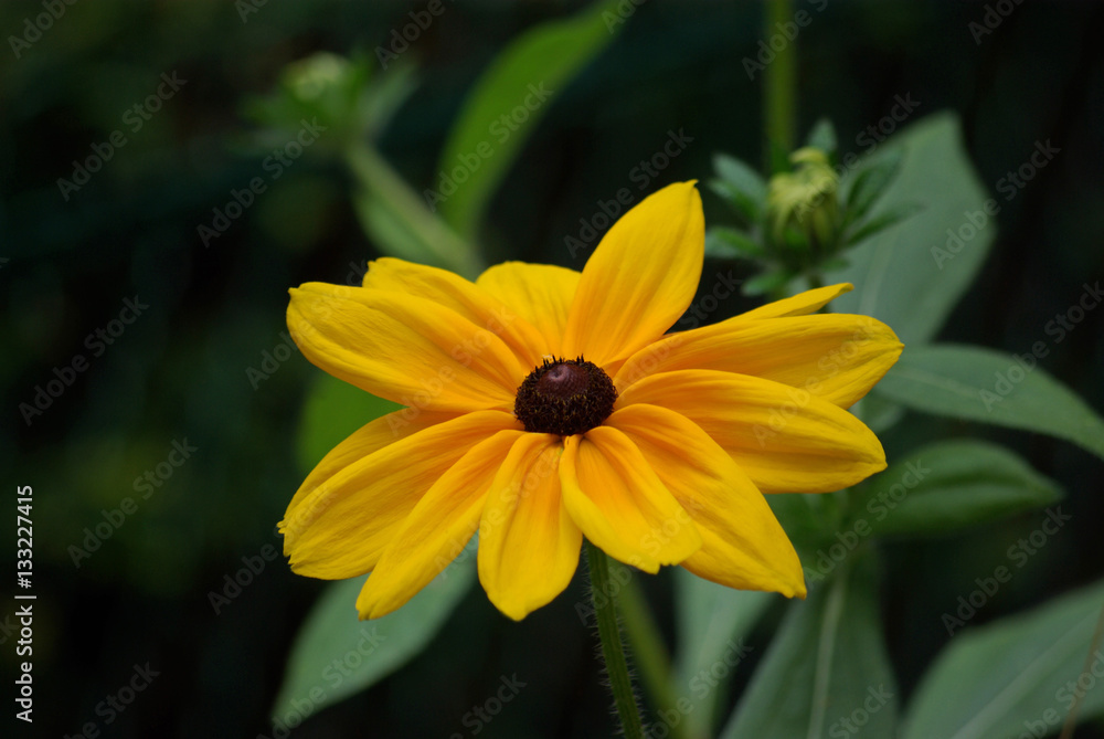 Rudbeckia jaune au crépuscule en été Rudbeckia jaune au crépuscule en été