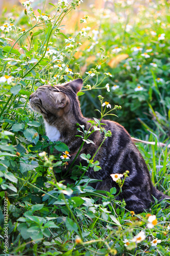 American Shorthair cat in wildflowers and sniffing flowers with shallow DOF. photo