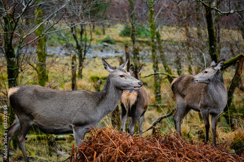 deer in glen etive in winter deer in glen etive in winter