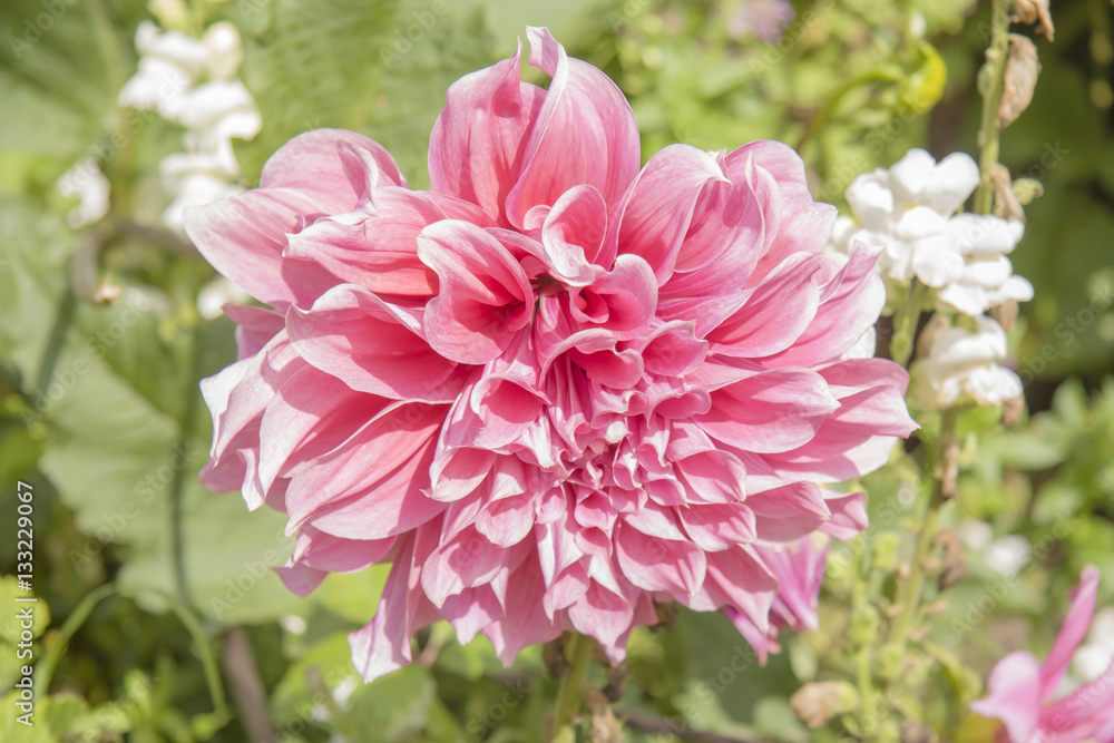 Obraz premium flor flower