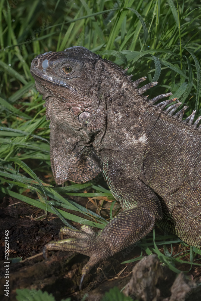 grüner Leguan grüner Leguan
