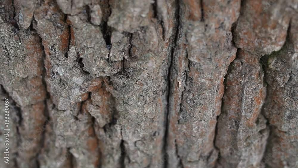 wooden oak bark wooden oak bark