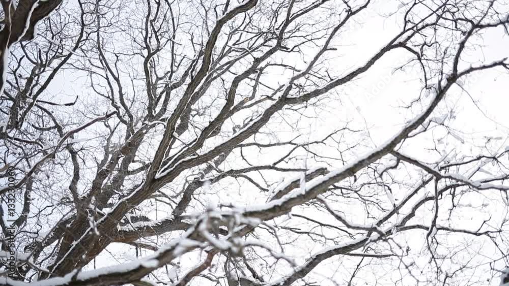 Landscape of winter forest. Landscape of winter forest.