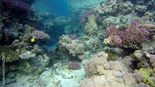 Wallpaper Mural Diving. Tropical fish and coral reef. Underwater life in the ocean. 
 Torontodigital.ca